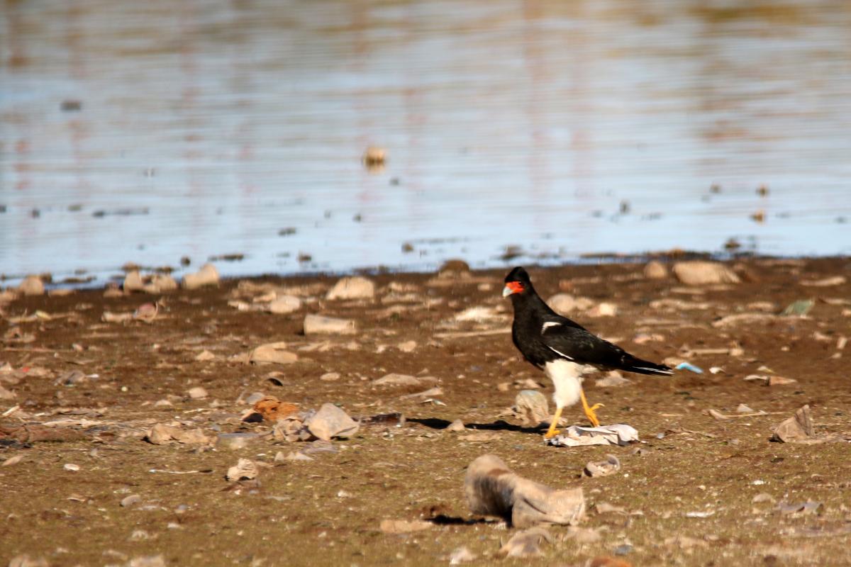 Mountain caracara (Phalcoboenus megalopterus), Urb Barrio Porteño, Puno, Puno, Peru, 2015-09-13 Mountain caracara (Phalcoboenus megalopterus)