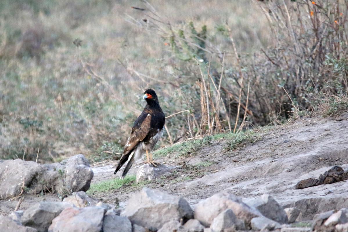 Mountain caracara (Phalcoboenus megalopterus), Estacionamiento Cruz del Cóndor, San Juan de Chuccho, Arequipa, Peru, 2015-09-14 Mountain caracara (Phalcoboenus megalopterus)