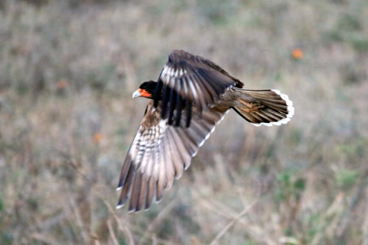 Mountain caracara (Phalcoboenus megalopterus), Estacionamiento Cruz del Cóndor, San Juan de Chuccho, Arequipa, Peru, 2015-09-14 Mountain caracara (Phalcoboenus megalopterus)