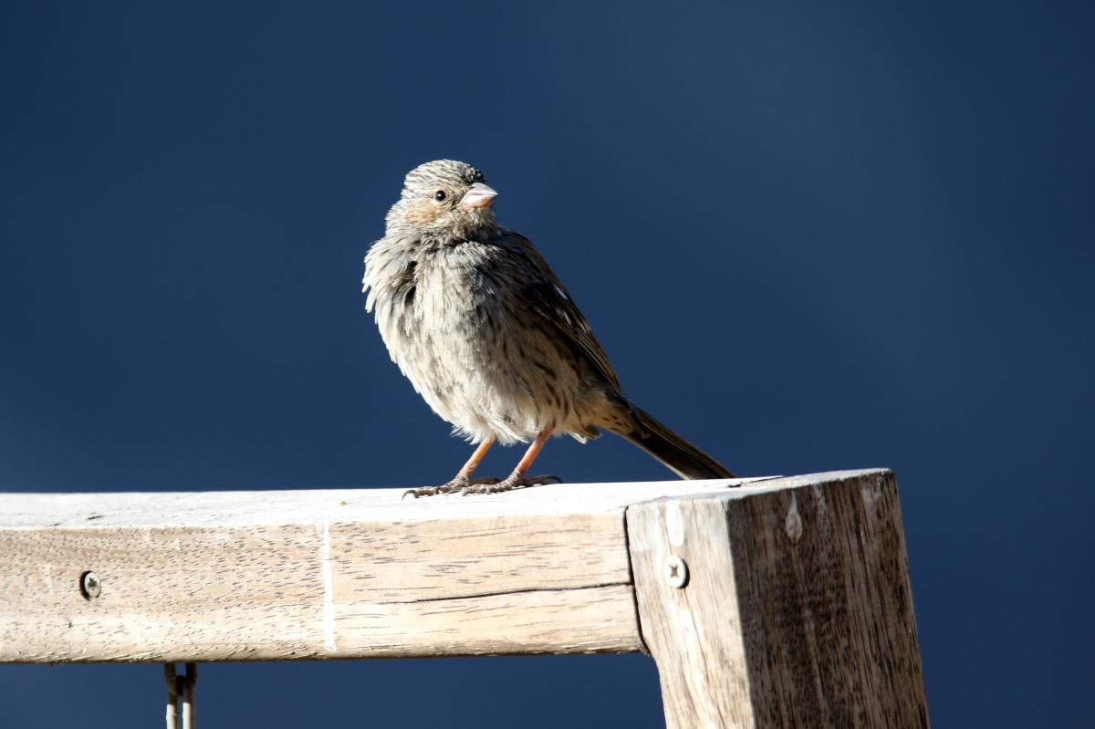 Mourning sierra finch (Phrygilus fruticeti)