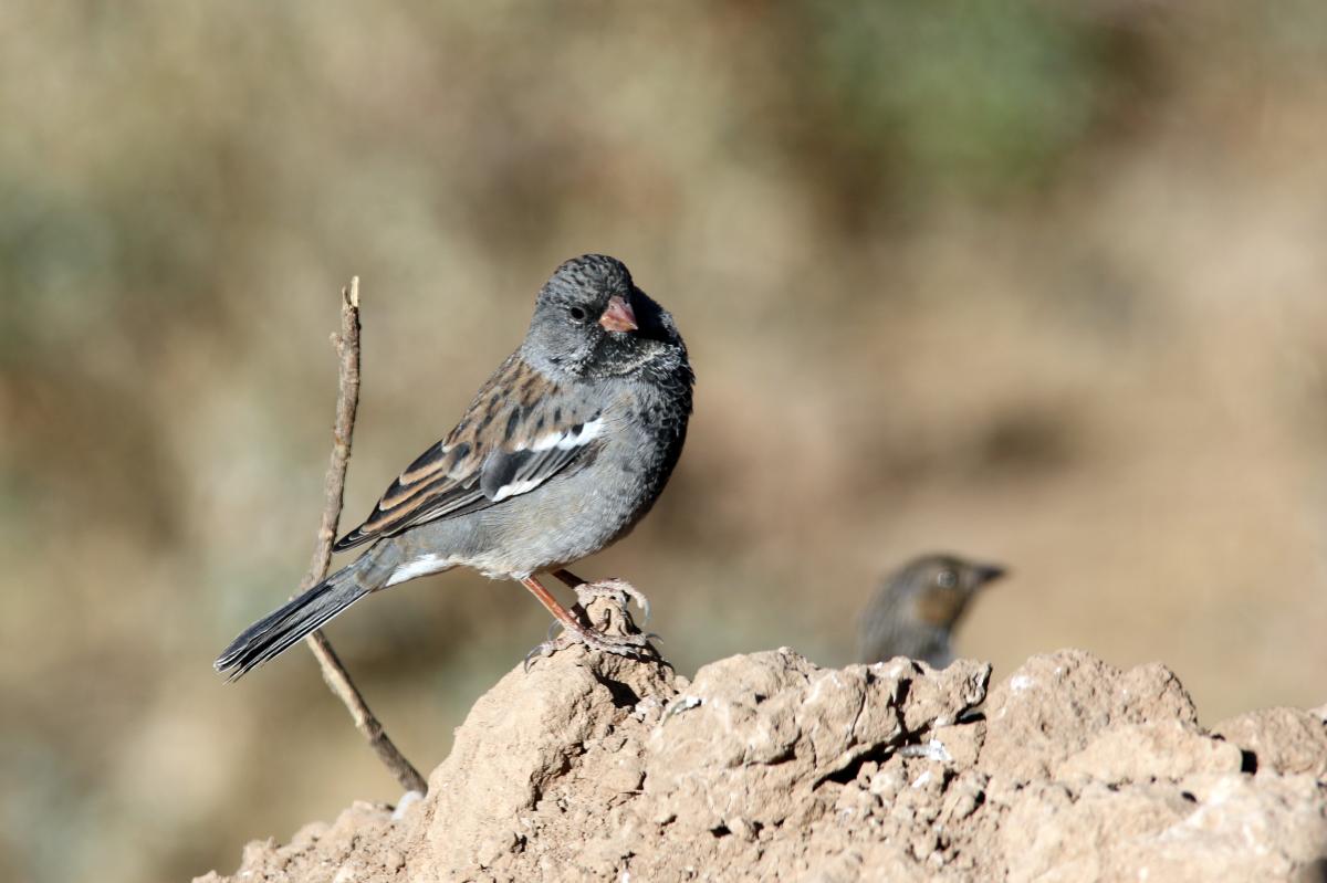 Mourning sierra finch (Phrygilus fruticeti)