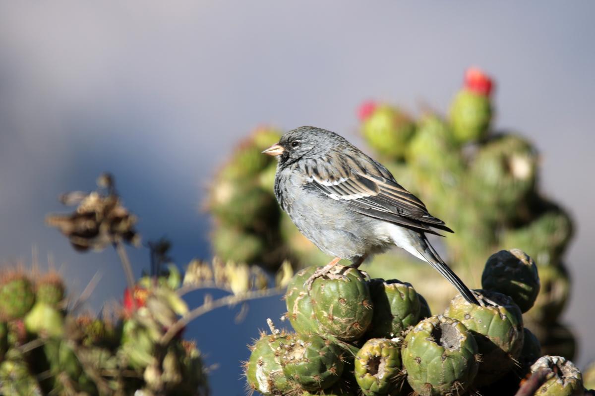 Mourning sierra finch (Phrygilus fruticeti)