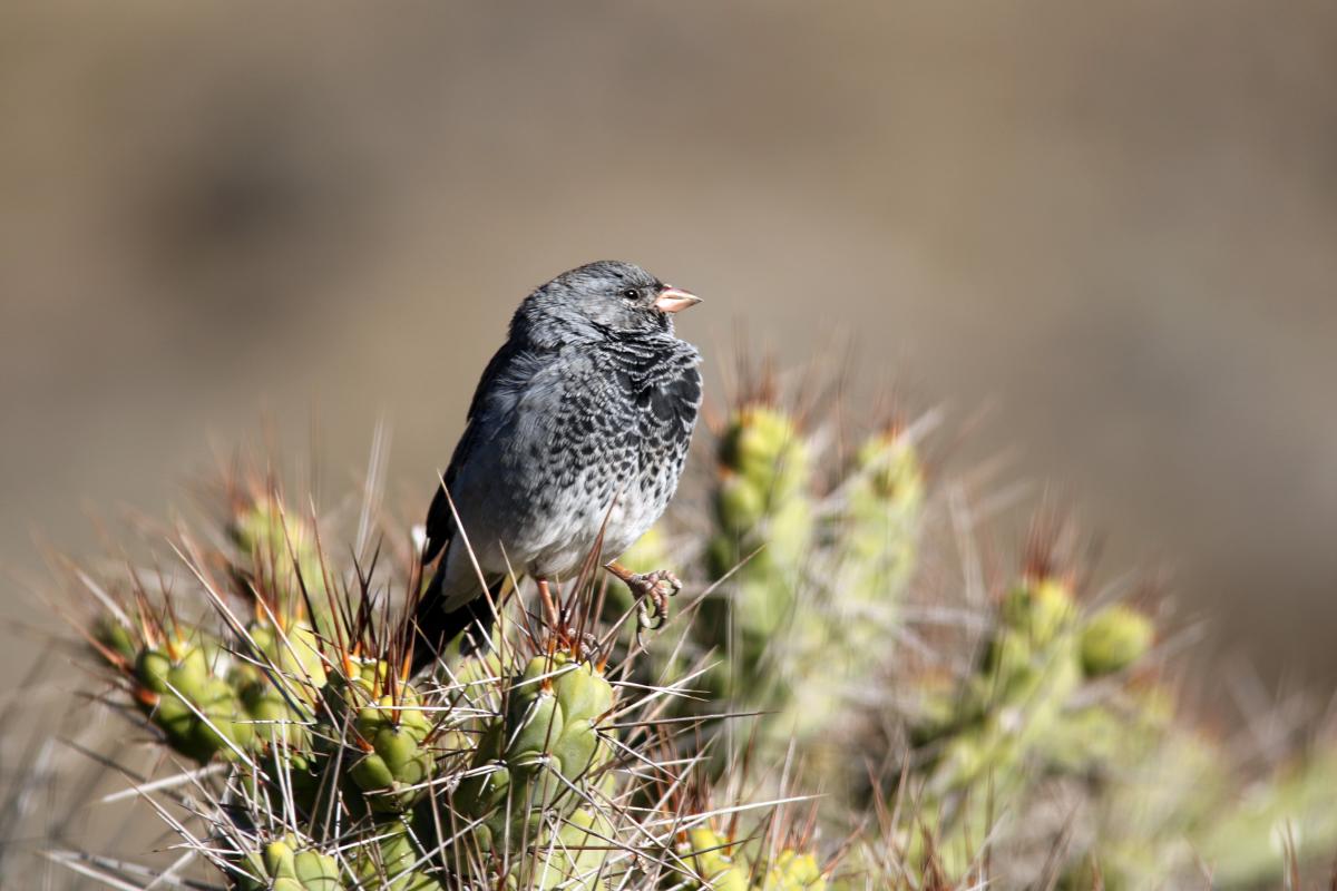 Mourning sierra finch (Phrygilus fruticeti)