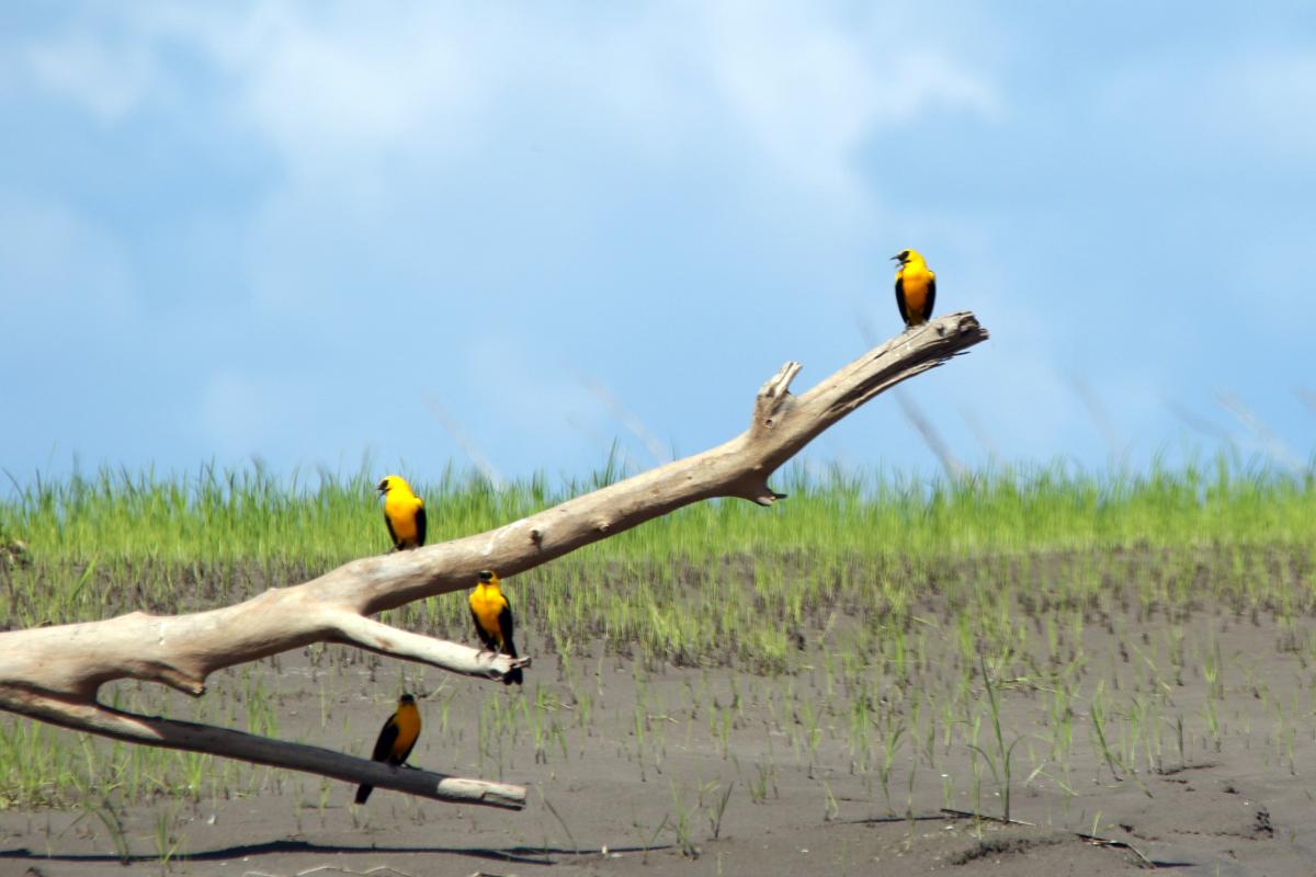 Oriole blackbird (Gymnomystax mexicanus)