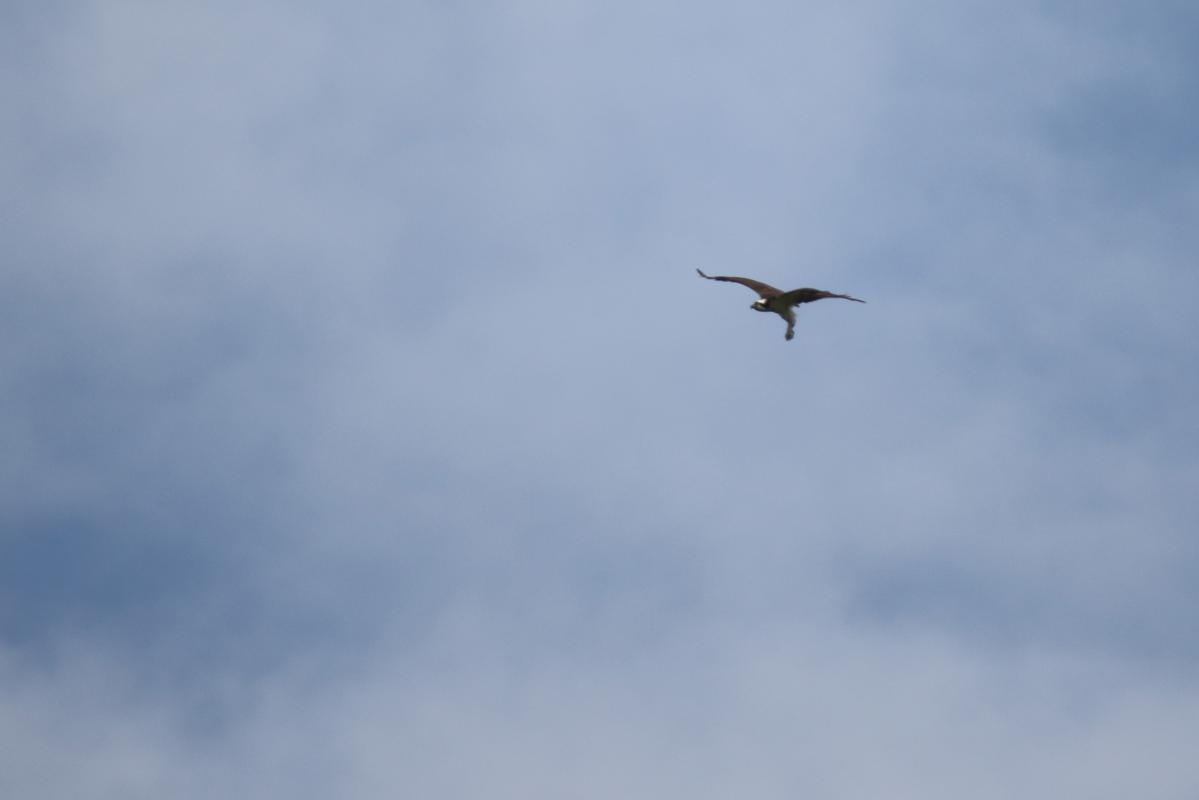 Osprey (Pandion haliaetus)