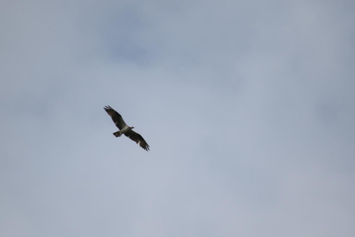 Osprey (Pandion haliaetus)