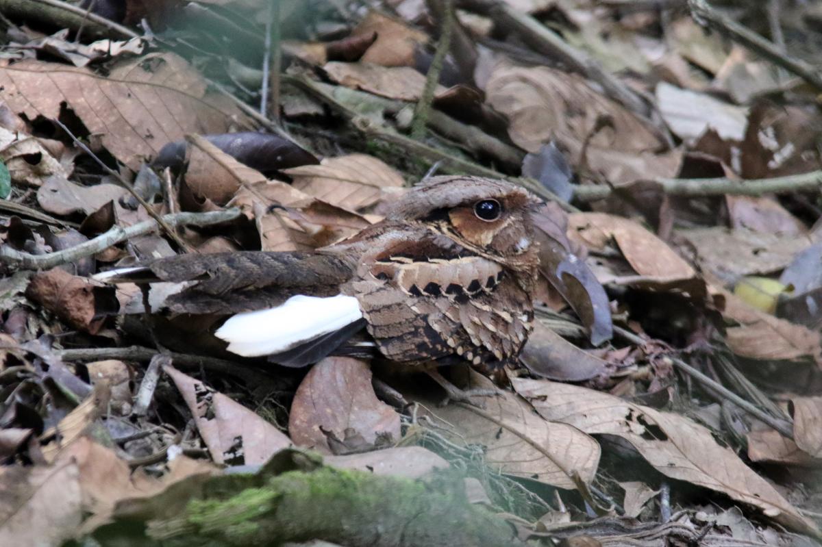 Pauraque (Nyctidromus albicollis), Sandoval, Madre de Dios, Peru, 2015-09-11 Pauraque (Nyctidromus albicollis)