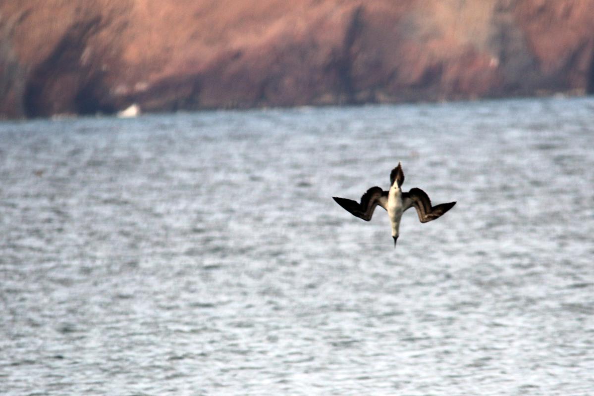 Peruvian booby (Sula variegata)