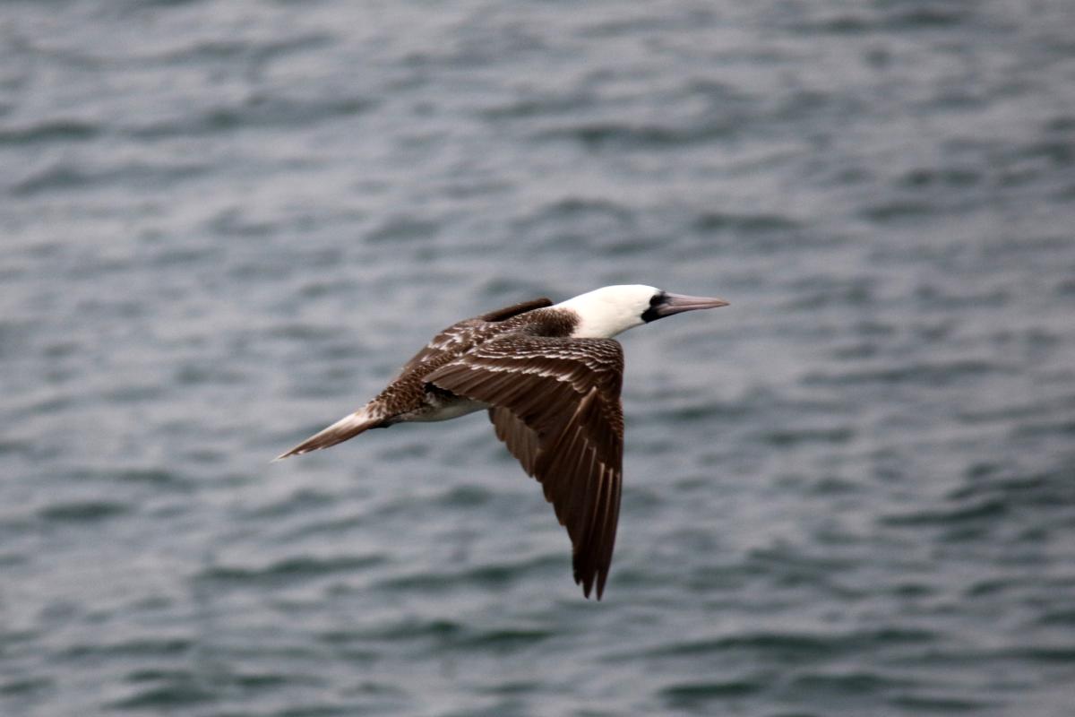Peruvian booby (Sula variegata)