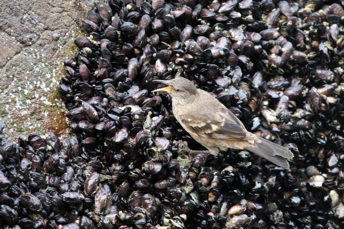 Peruvian seaside cinclodes (Cinclodes taczanowskii), Trocha Carrozable, Paracas, Ica, Peru, 2015-09-17 Peruvian seaside cinclodes (Cinclodes taczanowskii)
