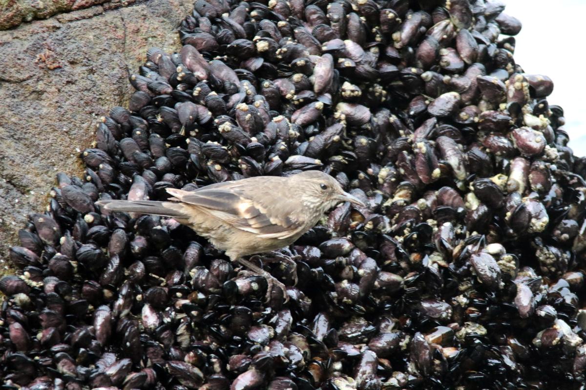 Peruvian seaside cinclodes (Cinclodes taczanowskii), Trocha Carrozable, Paracas, Ica, Peru, 2015-09-17 Peruvian seaside cinclodes (Cinclodes taczanowskii)