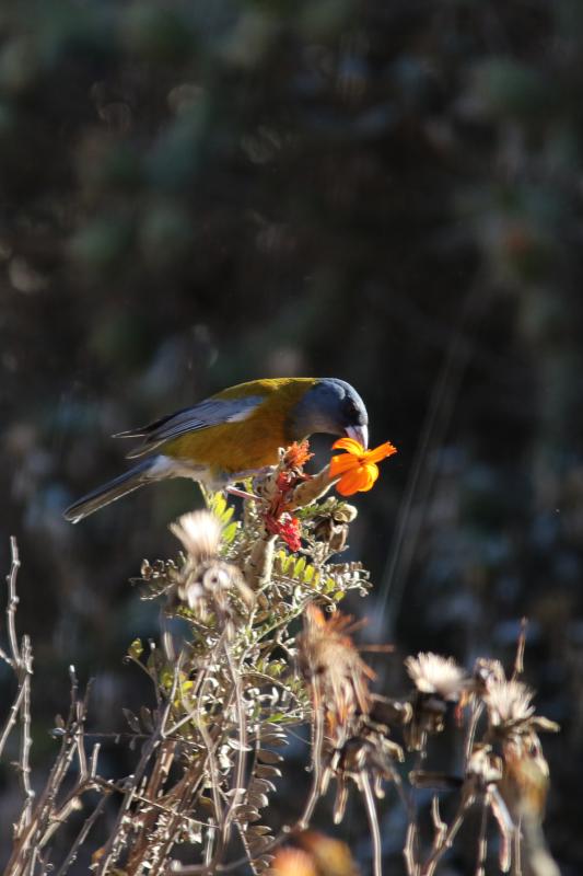 Peruvian sierra finch (Phrygilus punensis)