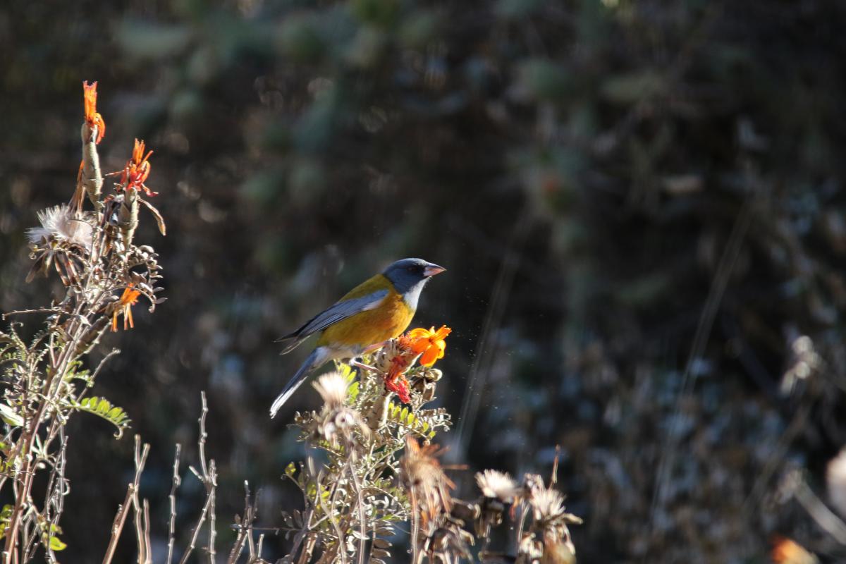 Peruvian sierra finch (Phrygilus punensis)