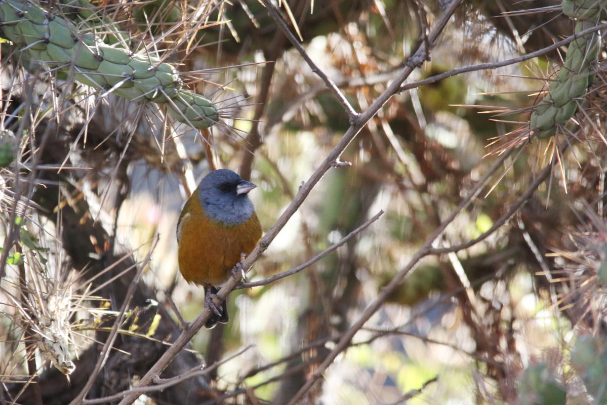 Peruvian sierra finch (Phrygilus punensis)
