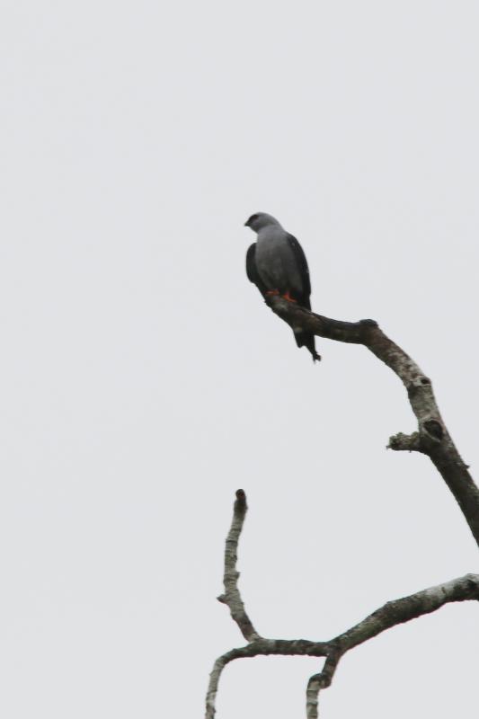 Plumbeous kite (Ictinia plumbea)