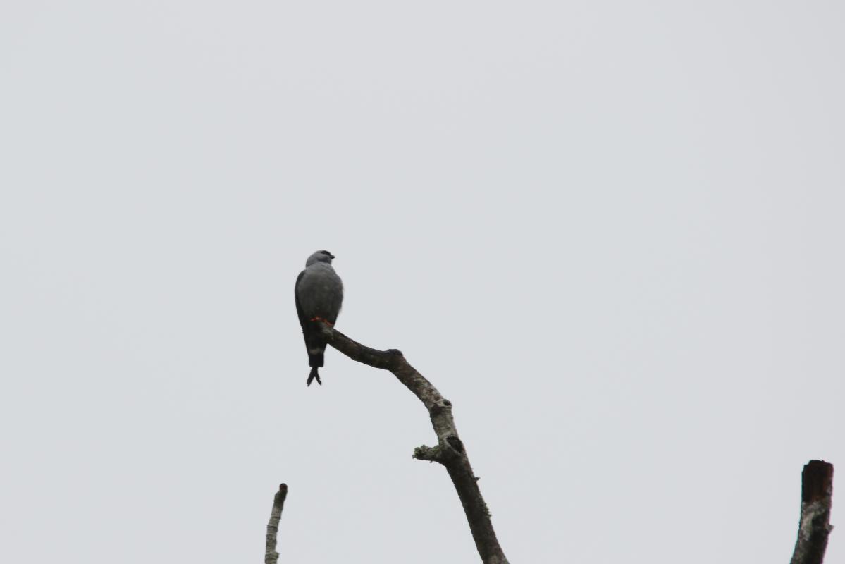 Plumbeous kite (Ictinia plumbea)