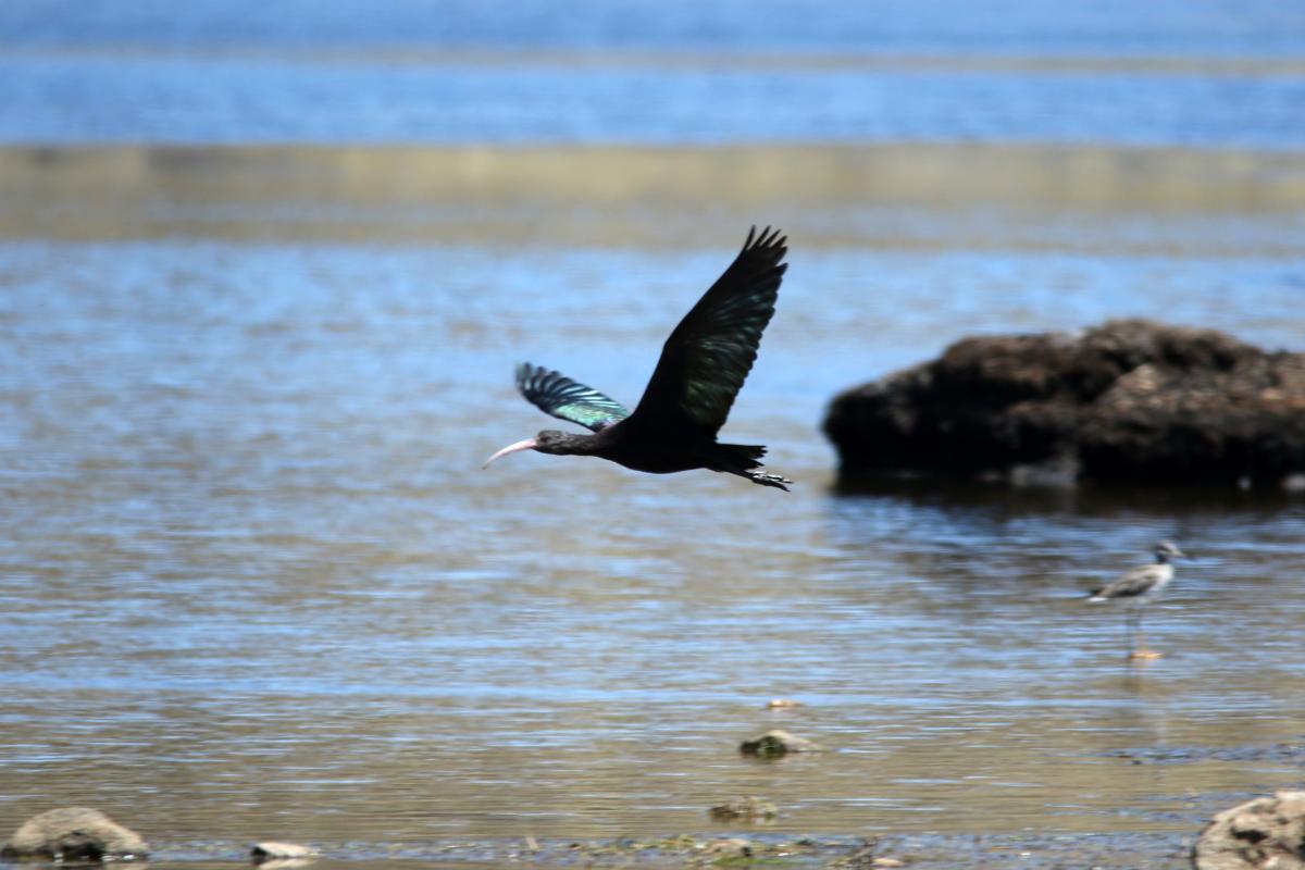 Puna ibis (Plegadis ridgwayi)