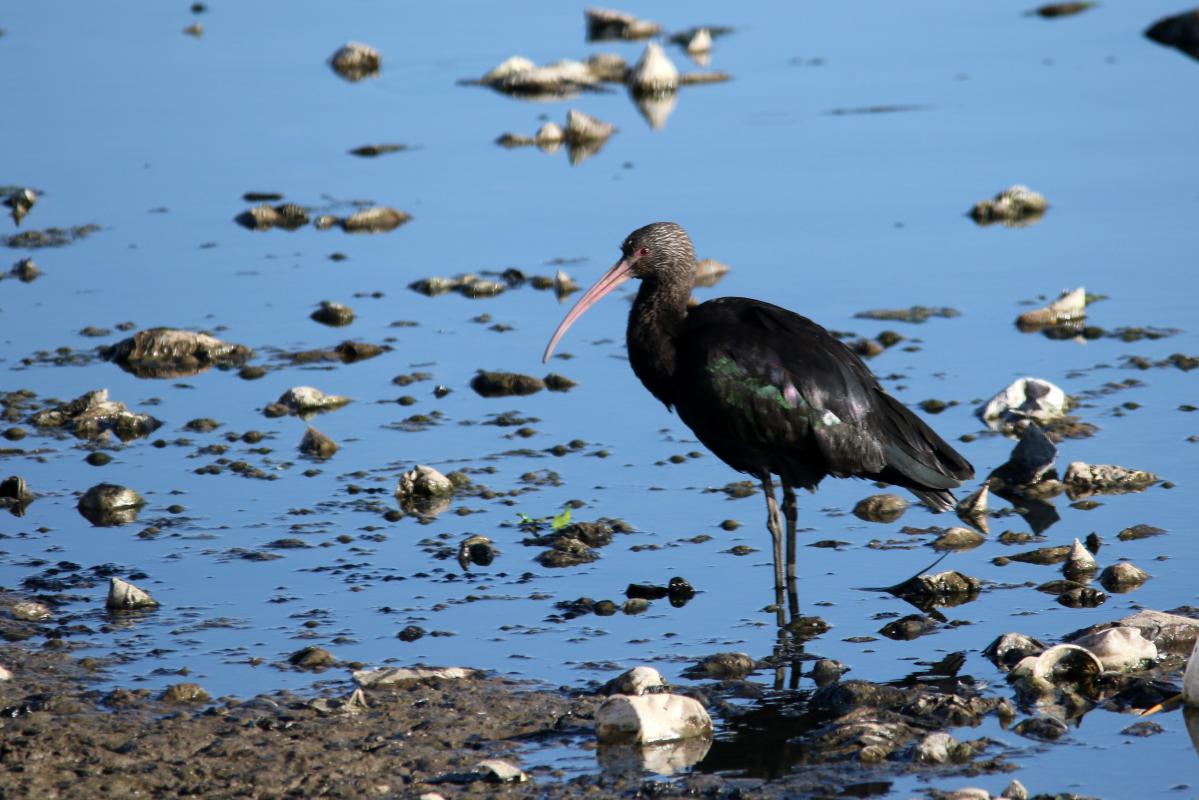 Puna ibis (Plegadis ridgwayi)
