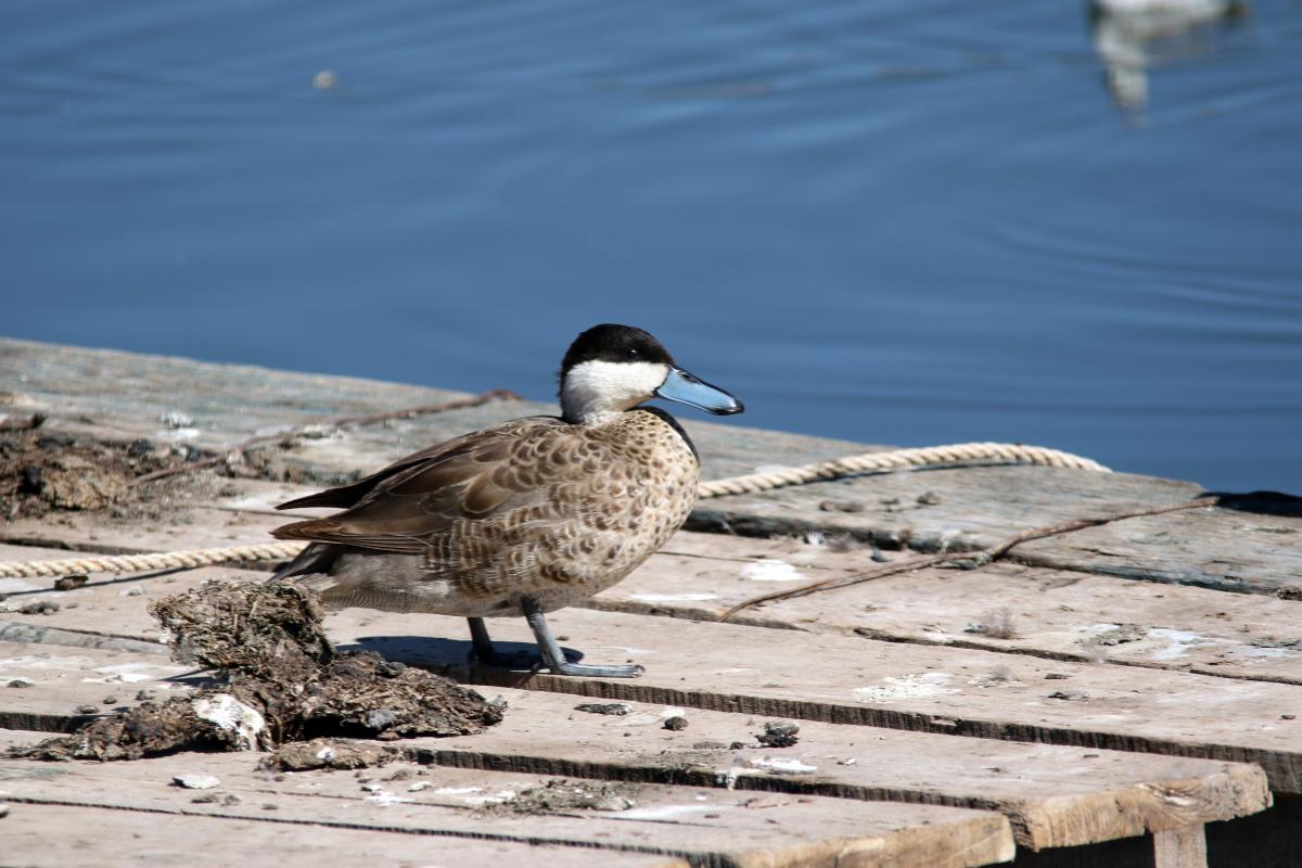 Puna teal (Anas puna)