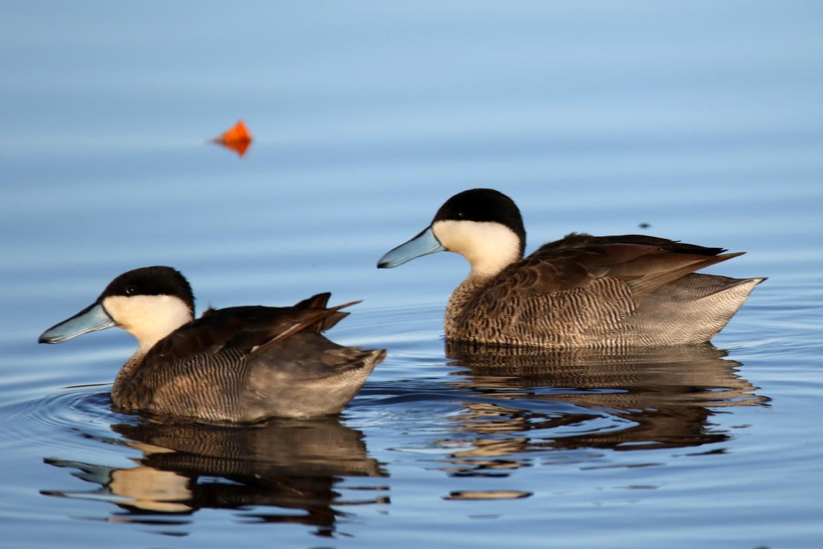 Puna teal (Anas puna)