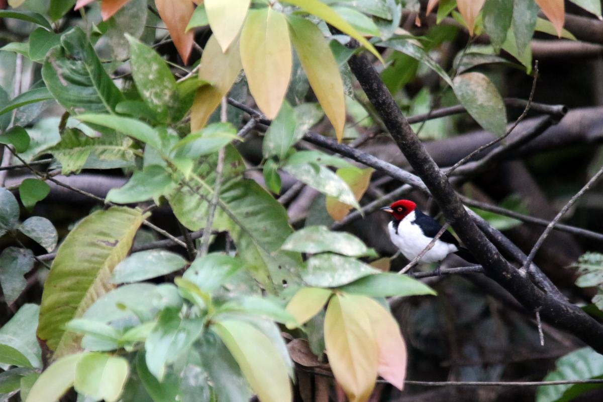 Red-capped cardinal (Paroaria gularis)