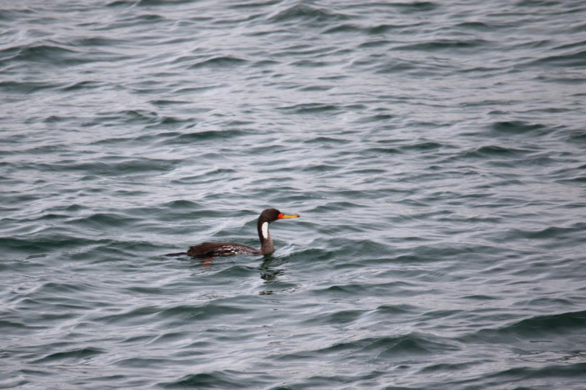 Red-legged cormorant (Phalacrocorax gaimardi), Trocha Carrozable, Paracas, Ica, Peru, 2015-09-17 Red-legged cormorant (Phalacrocorax gaimardi)
