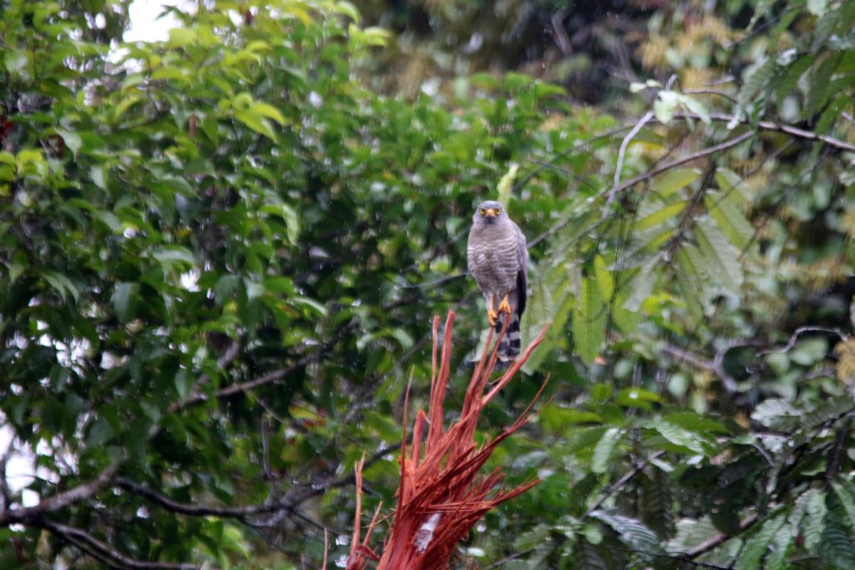 Roadside hawk (Rupornis magnirostris)