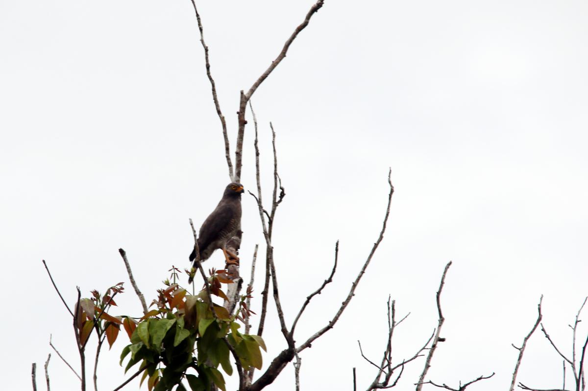 Roadside hawk (Rupornis magnirostris)
