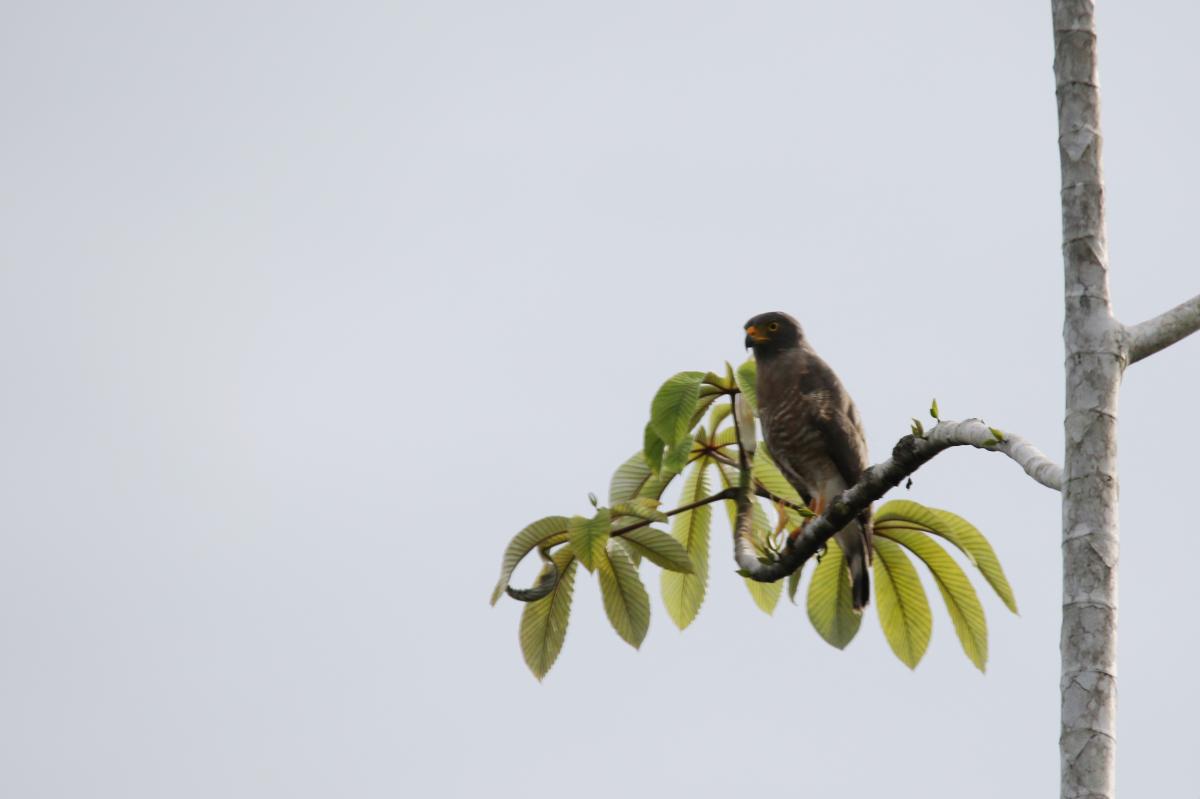 Roadside hawk (Rupornis magnirostris)