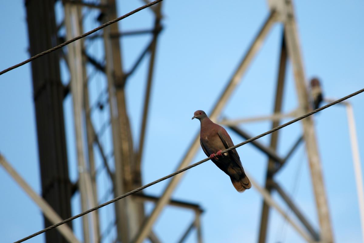 Ruddy pigeon (Patagioenas subvinacea)