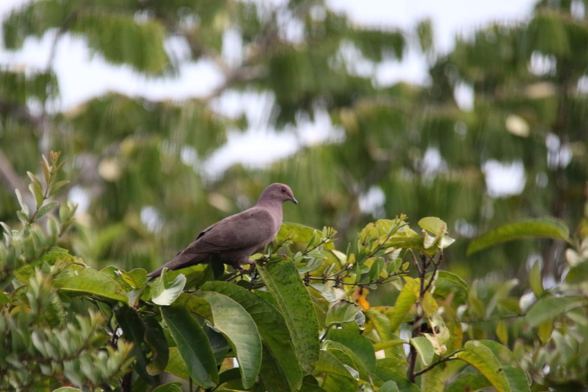 Ruddy pigeon (Patagioenas subvinacea)