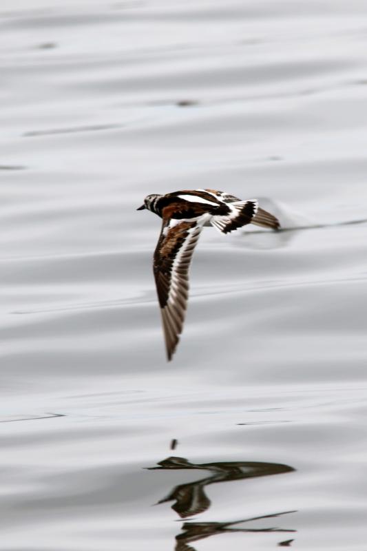 Ruddy Turnstone (Arenaria interpres)