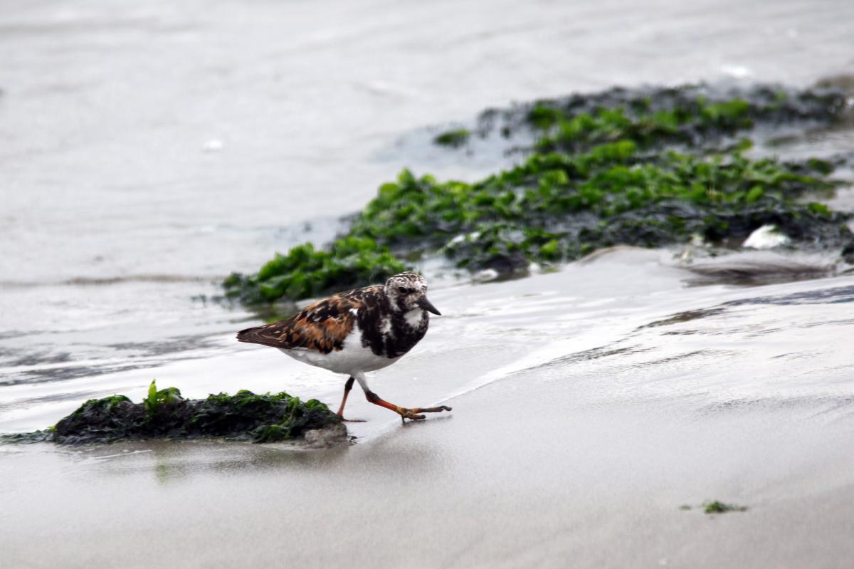 Ruddy Turnstone (Arenaria interpres)