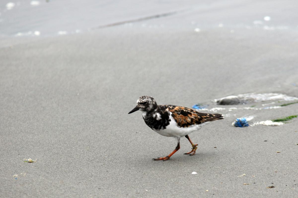 Ruddy Turnstone (Arenaria interpres)