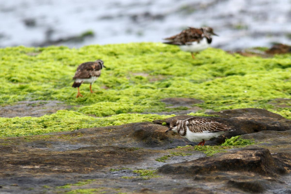 Ruddy Turnstone (Arenaria interpres)