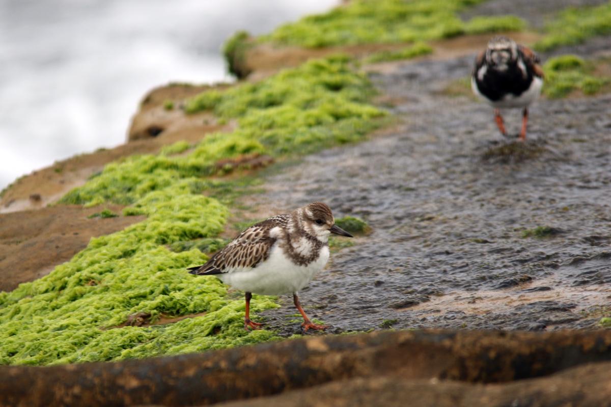Ruddy Turnstone (Arenaria interpres)