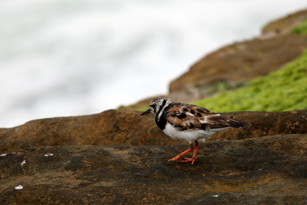 Ruddy Turnstone (Arenaria interpres)