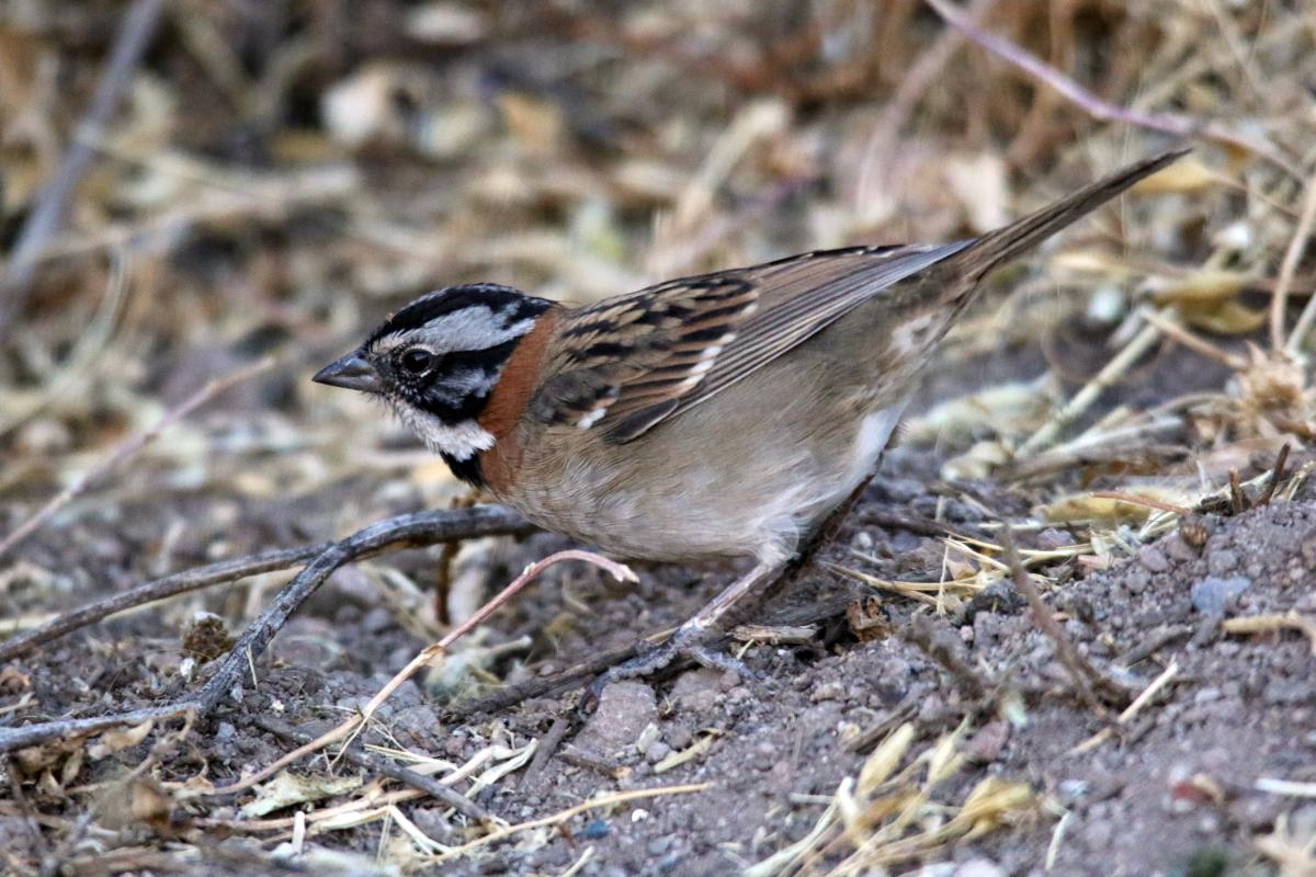 Rufous-collared sparrow (Zonotrichia capensis), Estacionamiento Cruz del Cóndor, San Juan de Chuccho, Arequipa, Peru, 2015-09-14 Rufous-collared sparrow (Zonotrichia capensis)