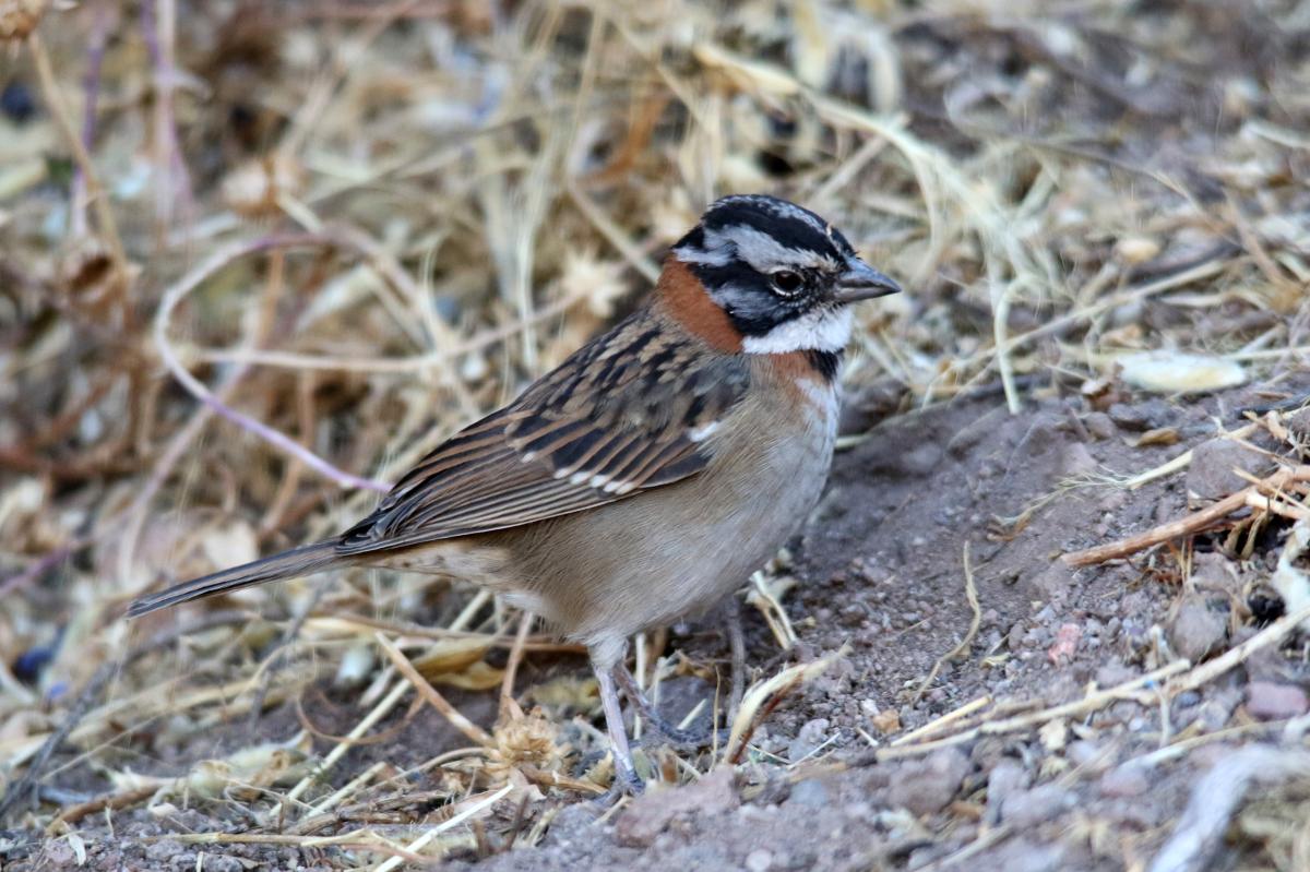 Rufous-collared sparrow (Zonotrichia capensis), Estacionamiento Cruz del Cóndor, San Juan de Chuccho, Arequipa, Peru, 2015-09-14 Rufous-collared sparrow (Zonotrichia capensis)