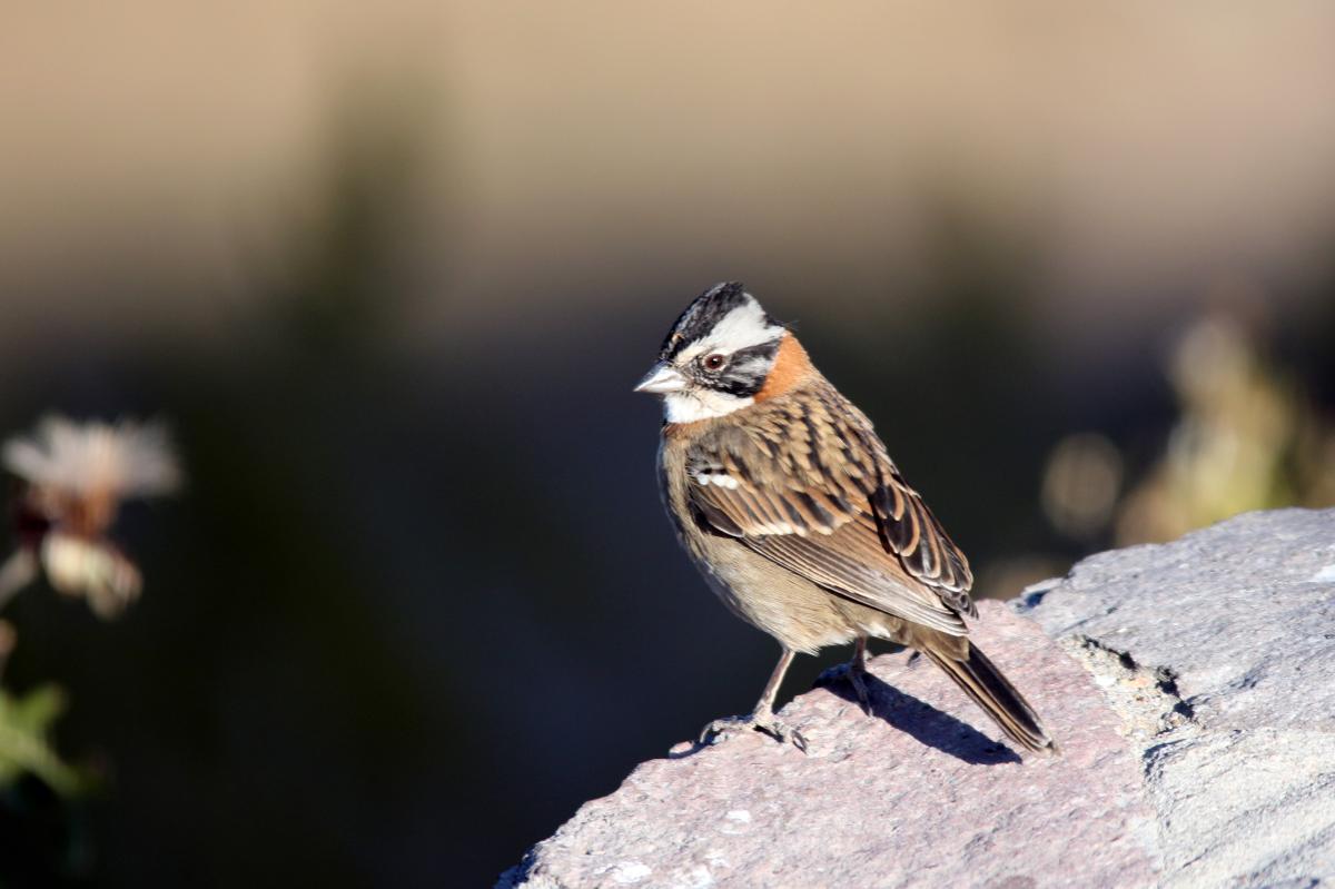 Rufous-collared sparrow (Zonotrichia capensis), Estacionamiento Cruz del Cóndor, San Juan de Chuccho, Arequipa, Peru, 2015-09-14 Rufous-collared sparrow (Zonotrichia capensis)