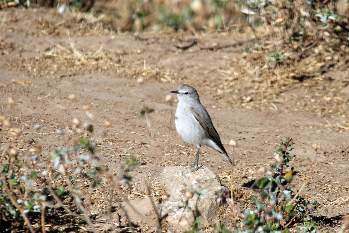 Rufous-naped ground tyrant (Muscisaxicola rufivertex), Estacionamiento Cruz del Cóndor, San Juan de Chuccho, Arequipa, Peru, 2015-09-15 Rufous-naped ground tyrant (Muscisaxicola rufivertex)