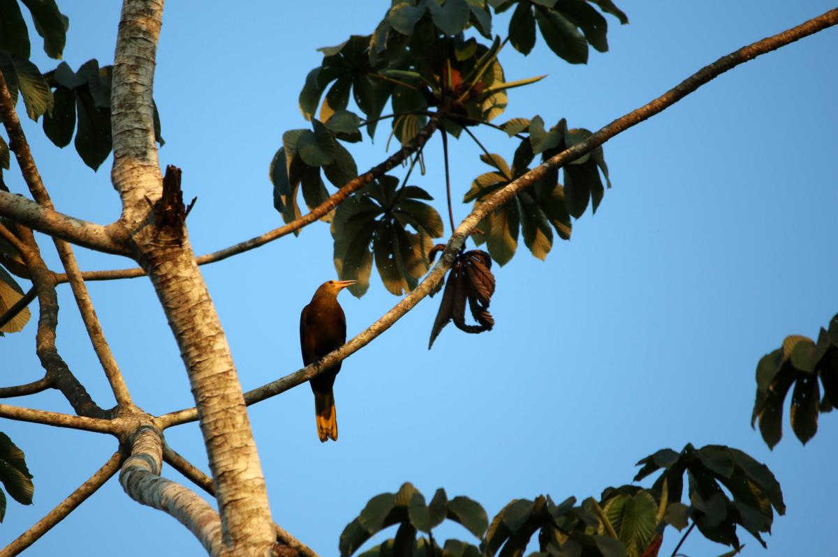 Russet-backed oropendola (Psarocolius angustifrons), Interoceanica Sur, Tambopata, Madre de Dios, Peru, 2015-09-10 Russet-backed oropendola (Psarocolius angustifrons)
