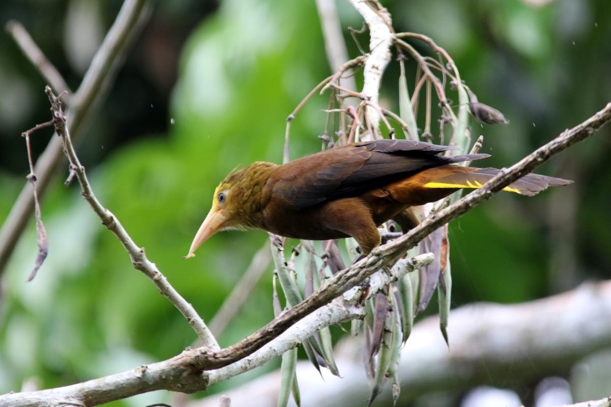 Russet-backed oropendola (Psarocolius angustifrons), Sandoval, Madre de Dios, Peru, 2015-09-11 Russet-backed oropendola (Psarocolius angustifrons)