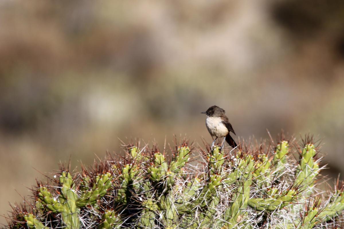 Rusty-vented canastero (Asthenes dorbignyi)