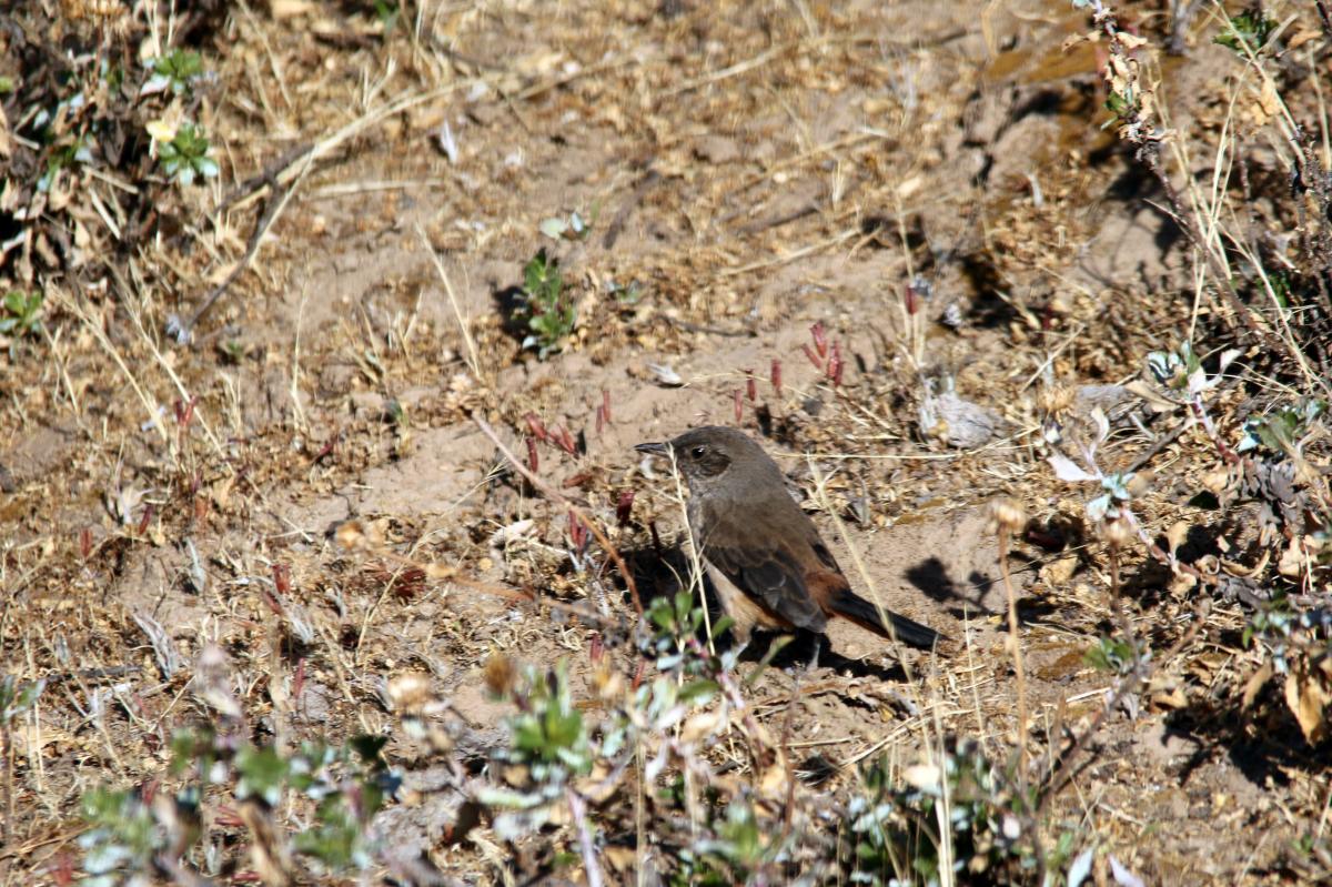 Rusty-vented canastero (Asthenes dorbignyi)