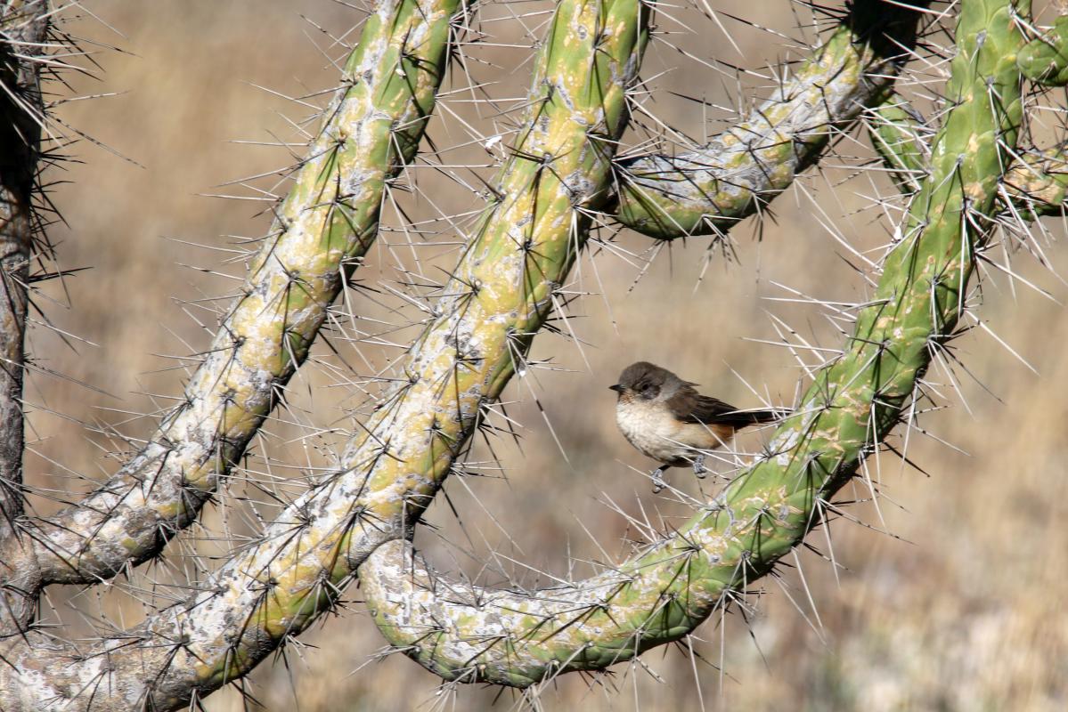 Rusty-vented canastero (Asthenes dorbignyi)