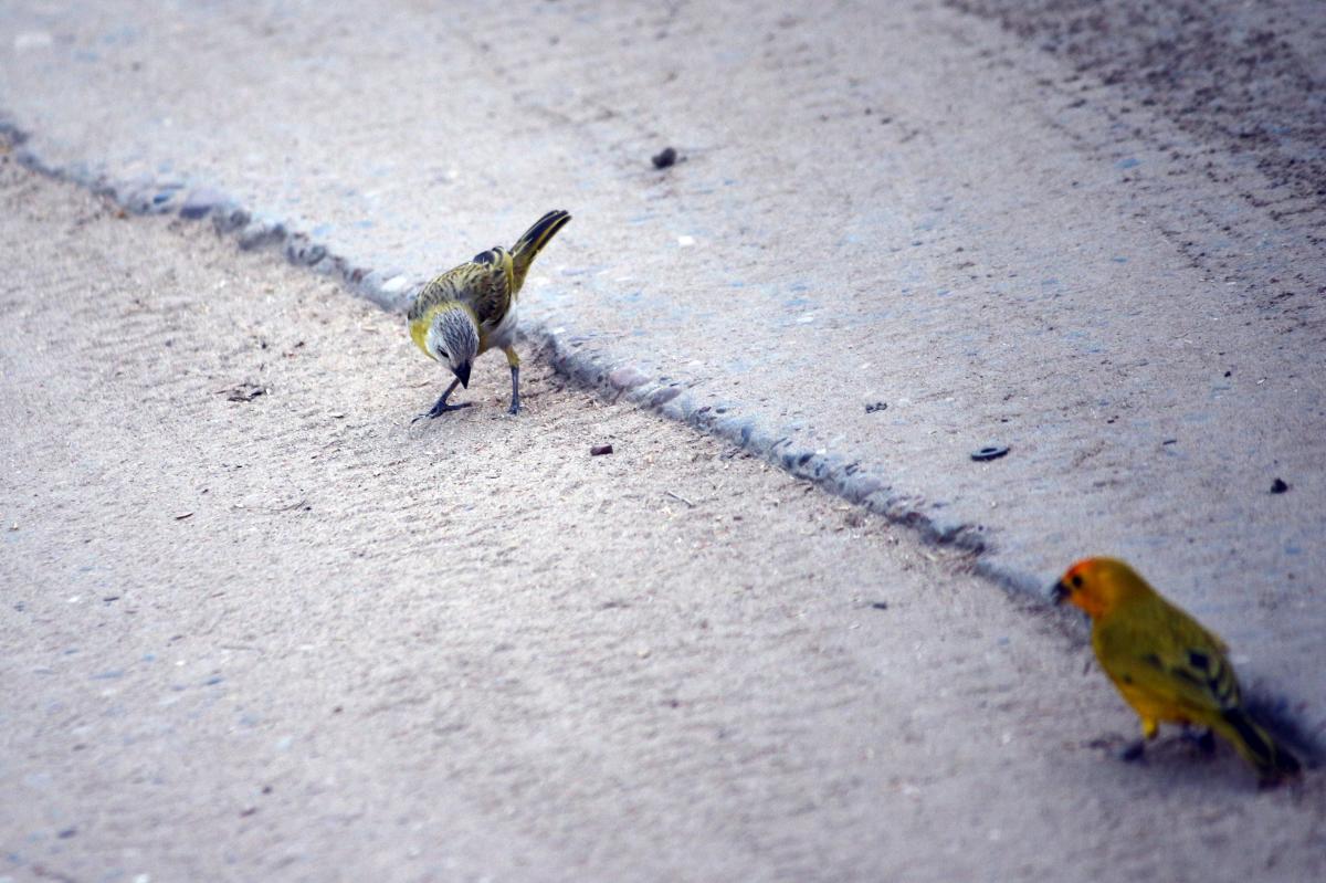 Saffron finch (Sicalis flaveola)