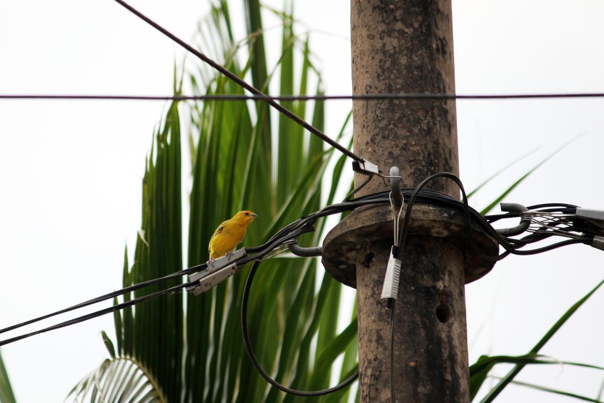 Saffron finch (Sicalis flaveola)