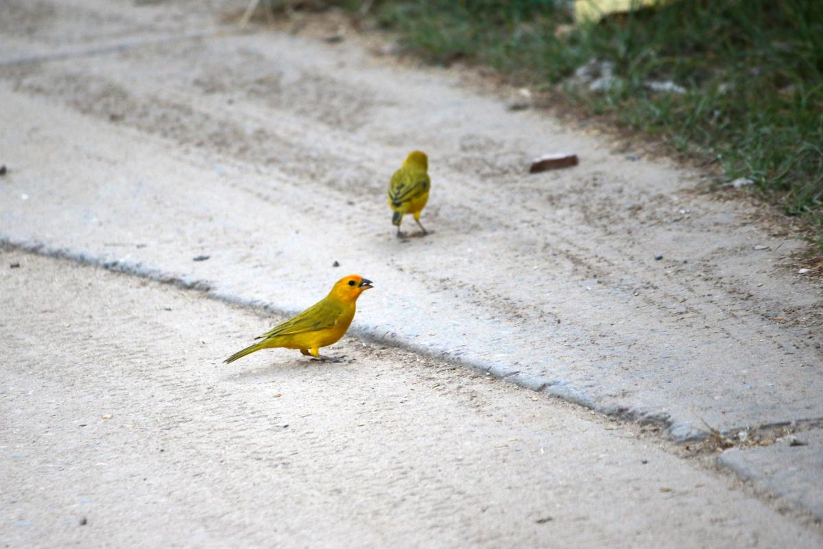 Saffron finch (Sicalis flaveola)