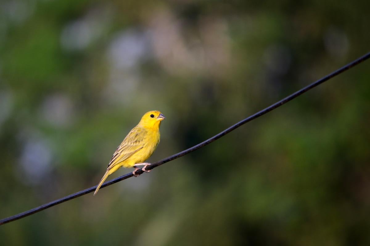 Saffron finch (Sicalis flaveola)